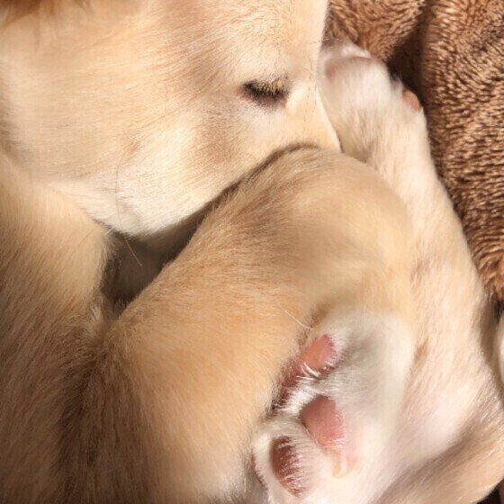 意外と知らない肉球の豆知識 走るのが早い犬の肉球は縦長だった いぬのきもち Web Magazine ぷにぷにと独特の感触が魅力の犬の肉球 ｄメニューニュース Nttドコモ