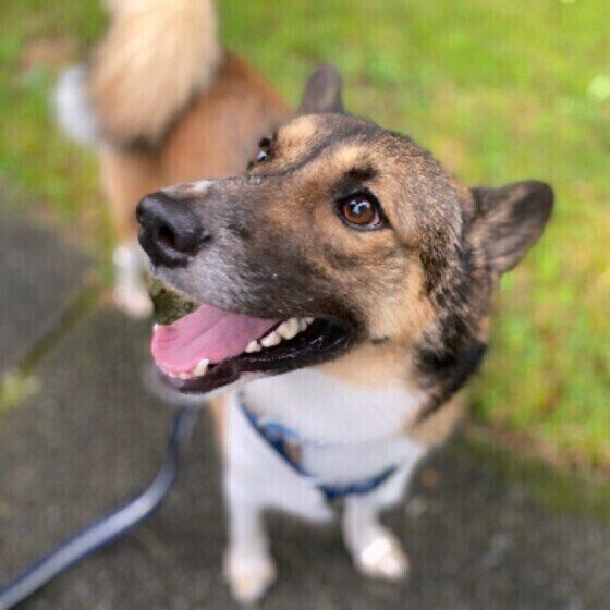 犬の目の表情から読み取れる気持ちとは いぬのきもち Web Magazine Goo ニュース