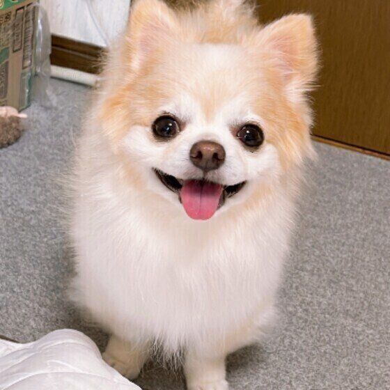 元気がないときにすぐ気づく 犬が愛情深いといわれるワケ いぬのきもち Web Magazine Goo ニュース