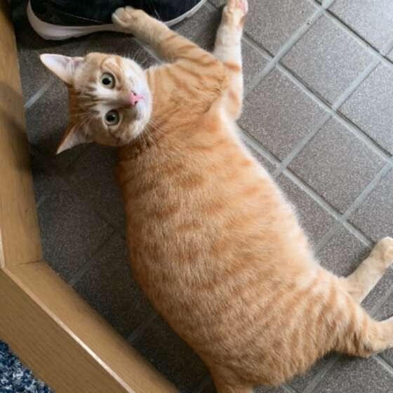 猫が飼い主の足元で見せるかわいいしぐさ３つ 行動からわかる本音 ねこのきもち Web Magazine 猫が飼い主さんの足元でするしぐさ3つ その ｄメニューニュース Nttドコモ