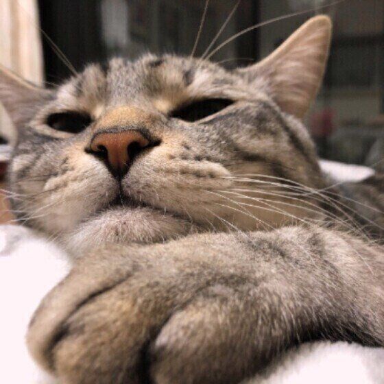 猫が飼い主の 顔の上 に乗るときの気持ちを解説 乗りたがる猫には特徴があった ねこのきもち Web Magazine Goo ニュース