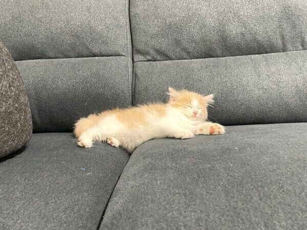 あれから数年の月日がたu2026u2026っていませんu2049」子猫の2枚の写真を比較→成長 