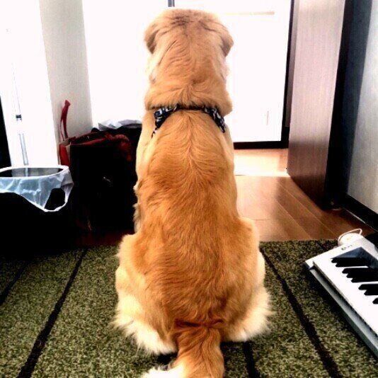 犬が飼い主に背中を向ける理由 は信頼の証だった いぬのきもち Web Magazine Goo ニュース