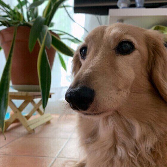 犬も夏バテ 犬の熱中症と夏バテの違いを解説 いぬのきもち Web Magazine Goo ニュース