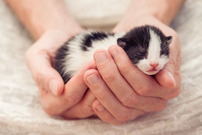 猫と法律】「1匹まで」の家で猫を保護 一時的でも2匹お世話するのは 