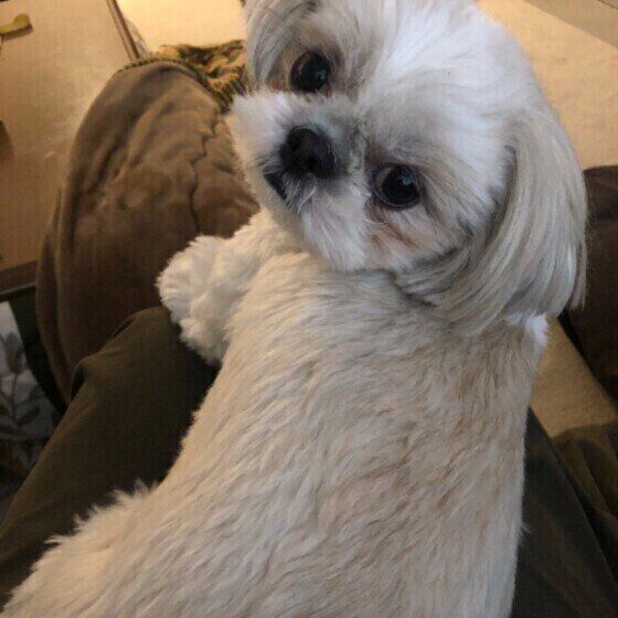 犬が飼い主に背中を向ける理由 は信頼の証だった いぬのきもち Web Magazine Goo ニュース