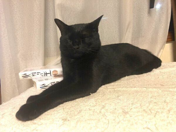 どうしてそうなった？「四角い黒猫」 の姿が衝撃すぎて思わず二度見 