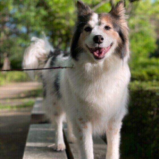 犬をほめて育てよう ほめることで得られる効果とほめ方のポイント いぬのきもち Web Magazine Goo ニュース