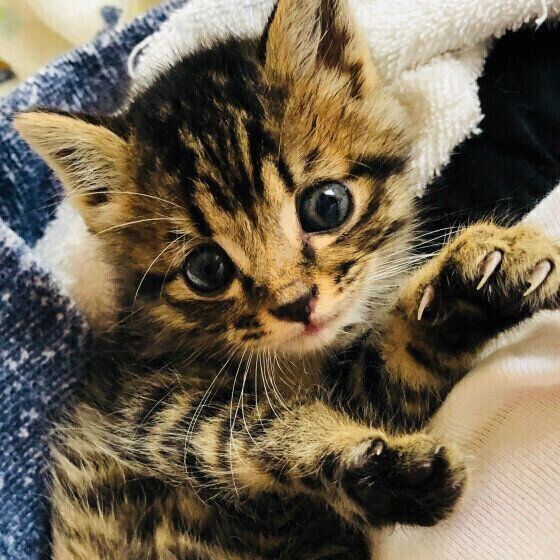 もしも子猫を保護したら 春に子猫を 見かけるワケ と 保護の方法 ねこのきもち Web Magazine Goo ニュース