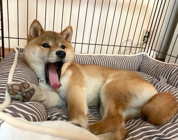 柴犬の戦略にまんまとハマった 食事中の飼い主にかまってもらいたい犬の アピール に驚き いぬのきもち Web Magazine Goo ニュース