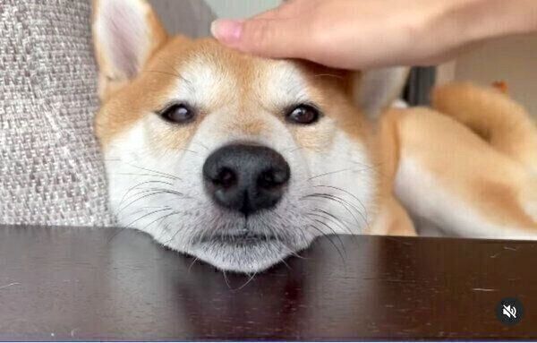 ナデナデ中でもクールな柴犬 でもしっぽはデレデレ 内心は嬉しさいっぱいの 正直な反応 が可愛い いぬのきもち Web Magazine Goo ニュース