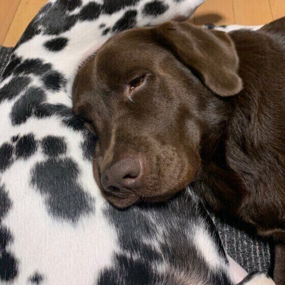 犬の寝相を解説 へそ天 丸まる は苦しくないの いぬのきもち Web Magazine Goo ニュース