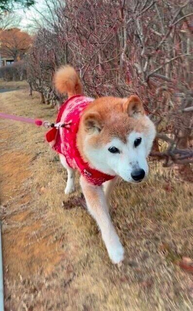 柴犬かぼすちゃん15才 人の年齢にするととっても素敵な女優さんと同じ年齢 いぬのきもち Web Magazine こんにちは かぼす ママです お正月は猫た ｄメニューニュース Nttドコモ