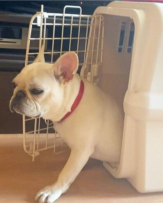 寝起き犬 の可愛い姿をチェック 寝グセやあくびも いぬのきもち Web Magazine Goo ニュース