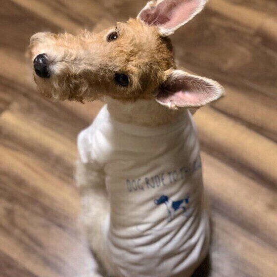 犬が飼い主に背中を向ける理由 は信頼の証だった いぬのきもち Web Magazine Goo ニュース