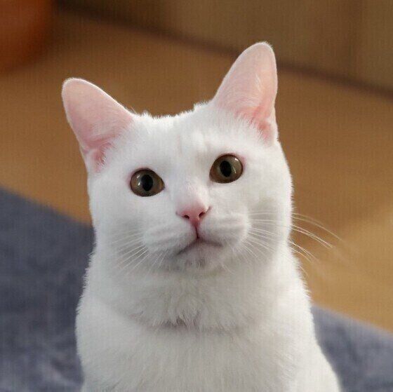 耳を後ろに倒すのはイライラしてるだけじゃない しぐさ別 間違えやすい猫の気持ち 3 ねこのきもち Web Magazine 猫 が耳を後ろに倒すのはイライラのサイン dメニューニュース Nttドコモ 耳を後ろに倒すのはイライラしてるだけじゃない しぐさ別 間違えやすい猫の気持ち 3 ねこのきもち Web Magazine 猫 が耳を後ろに倒すのはイライラのサイン dメニューニュース Nttドコモ