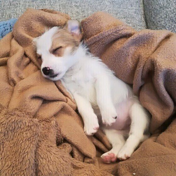 犬の 足ピーン は可愛いしぐさだけじゃない 病気やケガで起こることも いぬのきもち Web Magazine 犬が足をまっすぐにピーン と伸ばすしぐさ ｄメニューニュース Nttドコモ