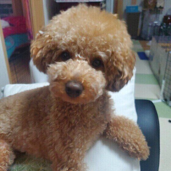 犬がまばたきをする5つの理由 問題のあるまばたき には特徴も 獣医師が解説 いぬのきもち Web Magazine 犬 の顔を見つめていると まばたきをする瞬 ｄメニューニュース Nttドコモ