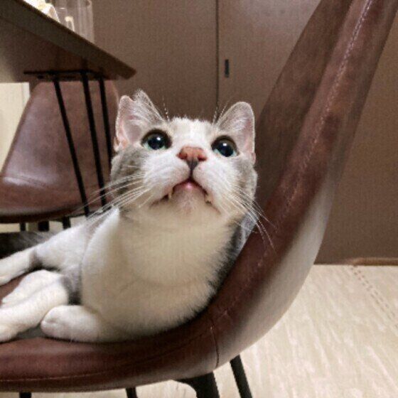 猫の寿命 オスとメスはどちらが長生き 長生きのために飼い主ができること ねこのきもち Web Magazine ｄメニューニュース Nttドコモ