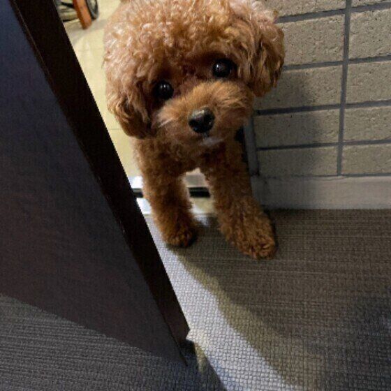 犬の 寂しがり と 分離不安 の違いは 愛犬を分離不安にさせないためにできること いぬのきもち Web Magazine Goo ニュース