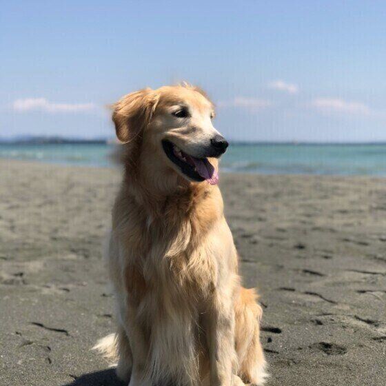 犬の毛の長さと皮膚のシワ 体の特徴によって気を付けたいお手入れ方法 いぬのきもち Web Magazine Goo ニュース