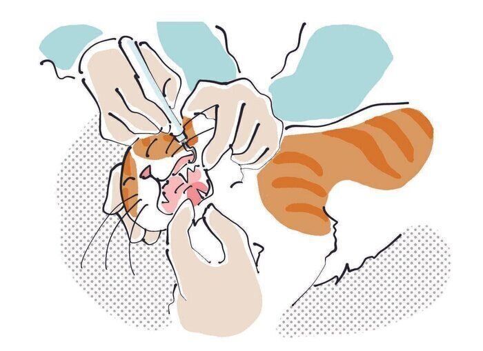 愛猫から口臭u2049猫の「歯肉炎」にまつわる飼い主さんの疑問｜獣医師が 