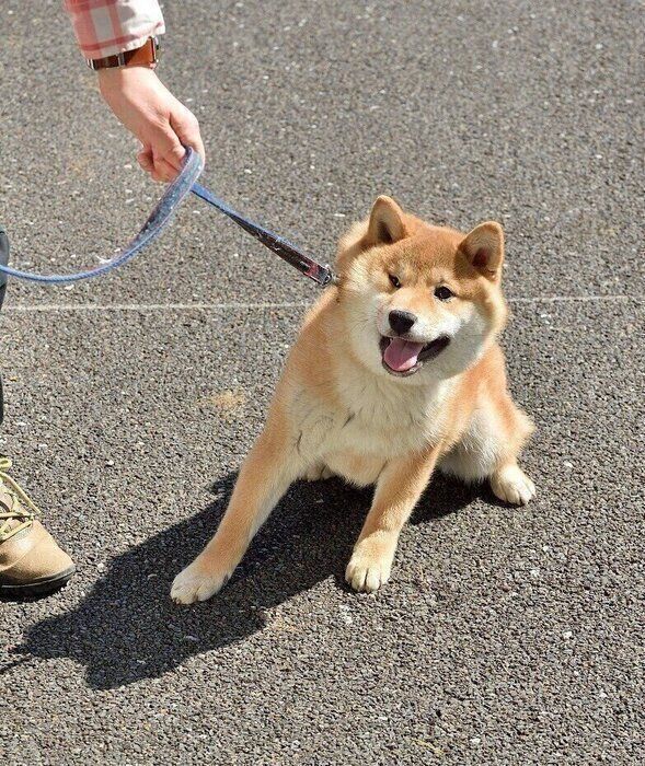 犬の散歩嫌いどうする 散歩に慣れさせるには3つの ゴハンタイム がキモだった いぬのきもち Web Magazine Goo ニュース