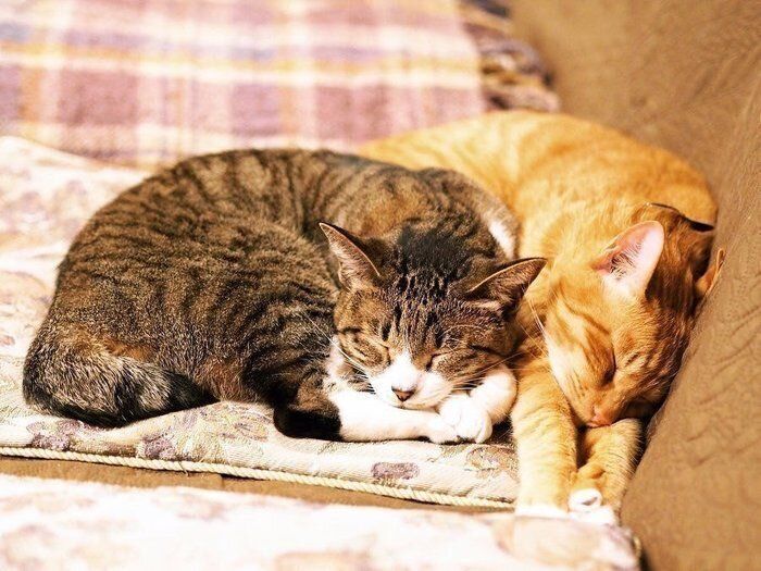 猫が同居猫や飼い主さんにくっついて寝る理由 かわいさの相乗効果だった ねこのきもち Web Magazine 飼い主さんと一緒に寝たり 同居猫 と身を寄 ｄメニューニュース Nttドコモ