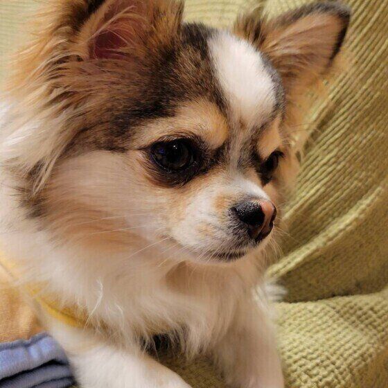 愛犬にされたらショック 犬が苦手な相手に見せる しぐさとは いぬのきもち Web Magazine Goo ニュース