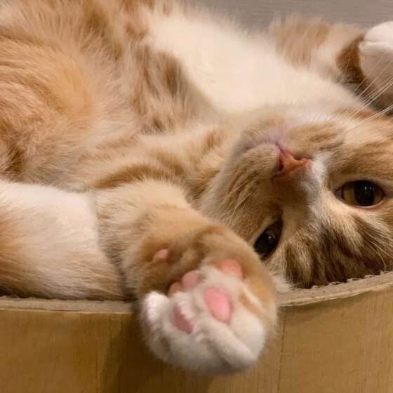 信頼のサイン 猫が くねくね する理由 ねこのきもち Web Magazine Goo ニュース