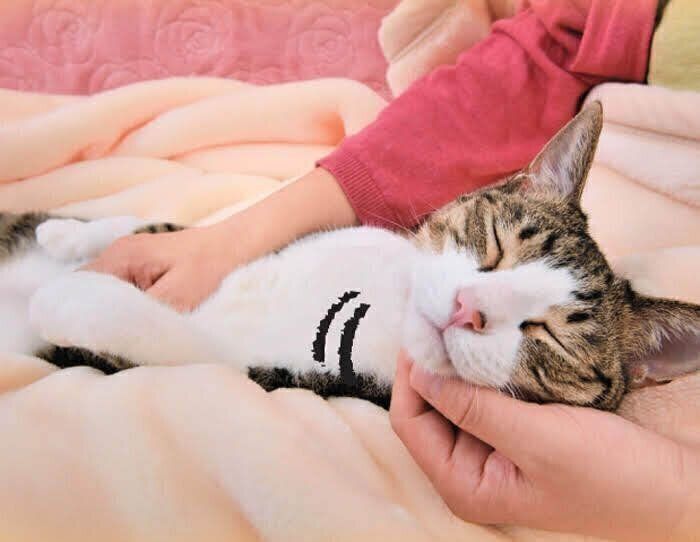 猫の 正しいなで方 を知ろう 猫がうっとり 仲よくなれるなで方のコツは ねこのきもち Web Magazine みなさんは 猫 の 正しいなで方 を知って ｄメニューニュース Nttドコモ