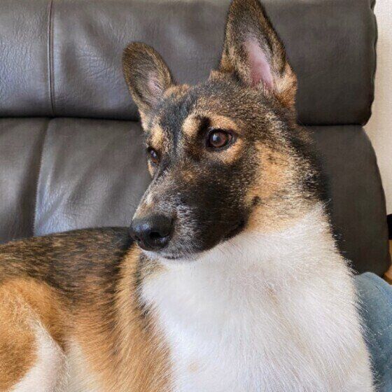 犬が人の口まわりをなめるのはなぜ 注意点 やめさせる方法は いぬのきもち Web Magazine Goo ニュース 犬が人の口まわりをなめるのはなぜ 注意点 やめさせる方法は いぬのきもち Web Magazine Goo ニュース