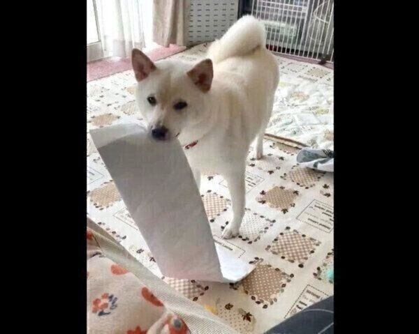 おやつはどっち 自信満々に答えるも 不正解だったときの柴犬のリアクションが可愛い いぬのきもち Web Magazine 犬って ときどき 飼い主さんの想像を上回る ｄメニューニュース Nttドコモ