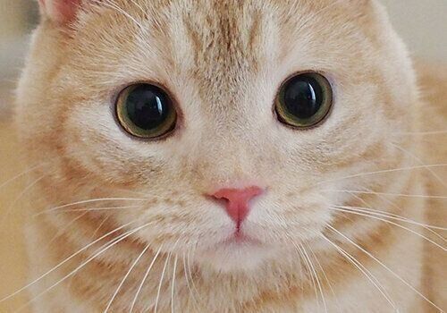 猫の キュッ と結んだ小さいなお口が可愛すぎる 猫の口もとの変化でわかること ねこのきもち Web Magazine ちまっとして可愛い 魅力満載のぷーちゃんの ｄメニューニュース Nttドコモ