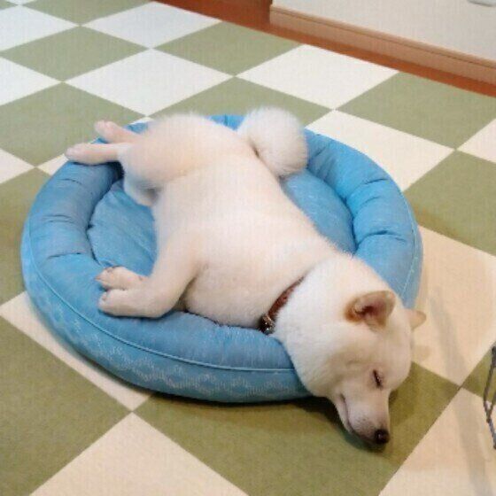 犬の理想的な睡眠環境とは 睡眠のためにやってはいけないng行動 いぬのきもち Web Magazine Goo ニュース