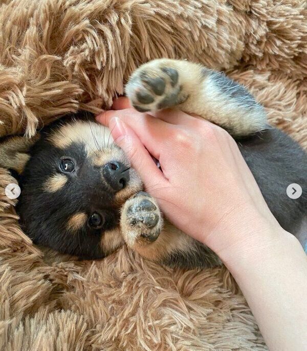 もっとしてあげられたことがあった 亡き先住犬への思いが覚悟へ変わった 再び犬と暮らし感じるかけがえのない幸せ いぬのきもち Web Magazine Goo ニュース