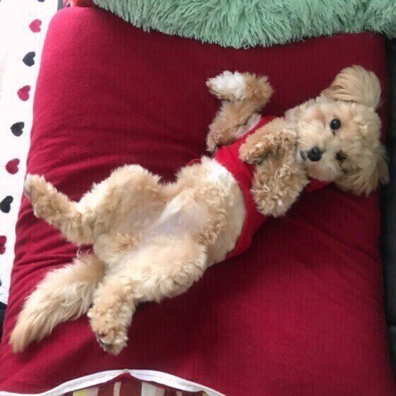 犬が床に体をすりすりする 行動に隠された気持ちとは いぬのきもち Web Magazine Goo ニュース