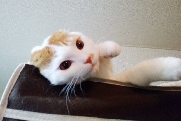 人の手をペロペロする心理は 猫の 舐める にまつわる謎3選 ねこのきもち Web Magazine 猫 の日頃の行動を見ていて この行動の意 ｄメニューニュース Nttドコモ