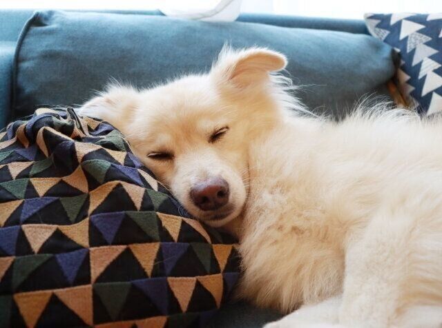 枕を使うわが家の犬たち 穴澤賢の犬のはなし いぬのきもち Web Magazine Goo ニュース