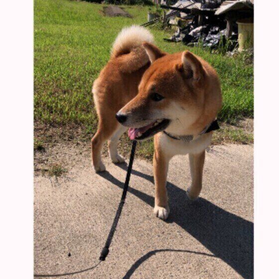 犬が散歩中に 飼い主さんをチラチラ見る ときの心理は 獣医師が解説 いぬのきもち Web Magazine Goo ニュース