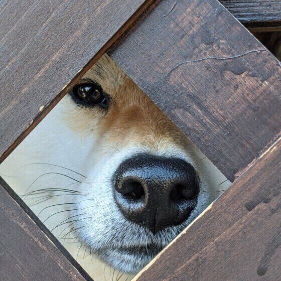 犬の嫉妬深い行動 とは 自分以外と仲良くしないでとアピールする愛犬にはどう対応すればいい いぬのきもち Web Magazine 常に飼い主のそば にいたい など独占欲や ｄメニューニュース Nttドコモ