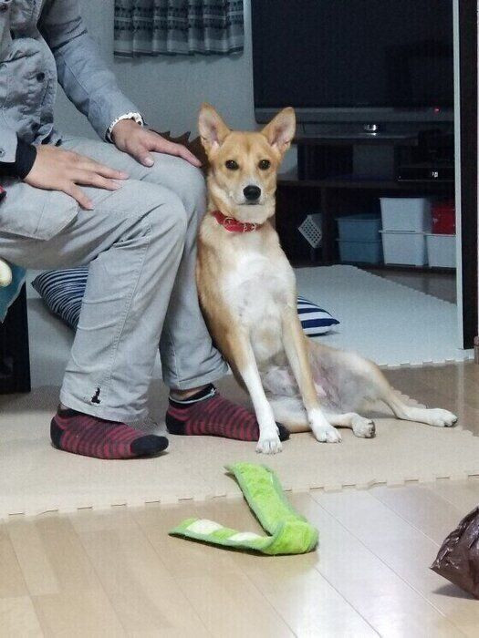 犬ともっと仲良くなれるかも 犬の幸せサインを見逃さないで いぬのきもち Web Magazine Goo ニュース