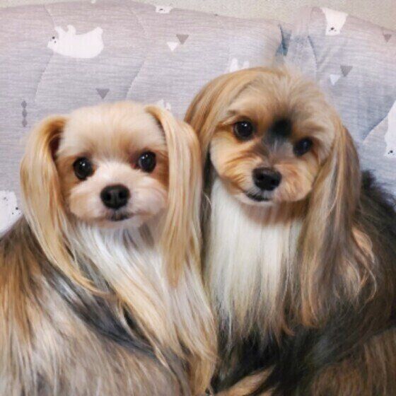 よかれと思ってが犬のストレスに 皮膚トラブルを起こすng習慣 いぬのきもち Web Magazine Goo ニュース