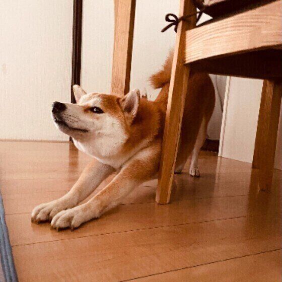 犬が伸びをする 理由 のびのび とっても可愛い犬たち いぬのきもち Web Magazine 愛犬が朝起きた時やお昼寝後などに まるで ｄメニューニュース Nttドコモ