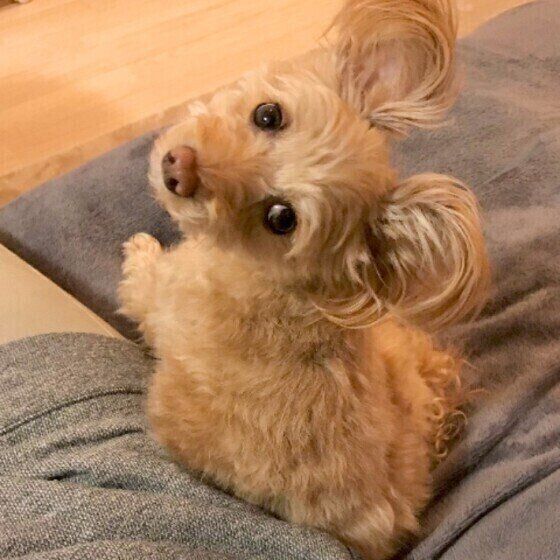 犬が飼い主にお尻をくっつける理由とは いぬのきもち Web Magazine 犬 のしぐさはかわいいものばかり なかでも ｄメニューニュース Nttドコモ