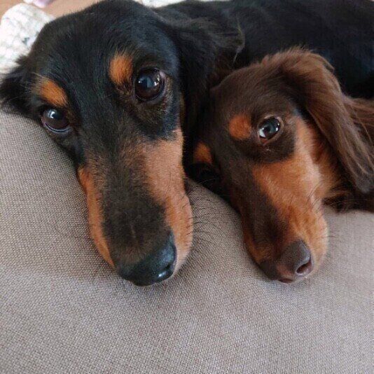 あっという間に家庭内感染も 多頭飼いの犬たちが感染しやすい病気を獣医師が解説 いぬのきもち Web Magazine 多頭飼いしている場合 感染症などの病気が ｄメニューニュース Nttドコモ