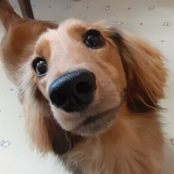 犬の鼻の頭 の不思議 ひび割れ 色の変化など 病気の可能性 を解説 いぬのきもち Web Magazine Goo ニュース