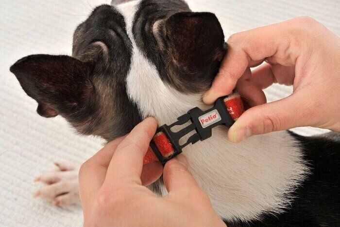 犬を迎えたら真っ先にできるようにしたい３つのこと いぬのきもち Web Magazine 何てことないことが 犬 によっては意外とで ｄメニューニュース Nttドコモ