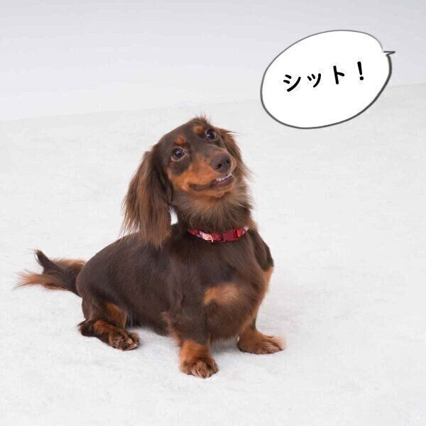 吠えにくい犬 に育てるためのコトバづかい 短い言葉がいい 獣医師が解説 いぬのきもち Web Magazine Goo ニュース