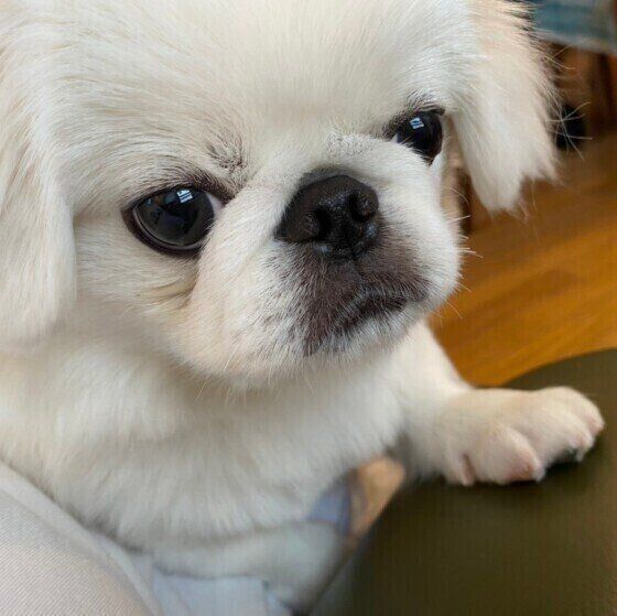 散歩に行きたい犬が見せるアピール法が可愛い 圧をかけたり しぐさで伝える犬も いぬのきもち Web Magazine Goo ニュース 散歩に行きたい犬が見せるアピール法が可愛い 圧をかけたり しぐさで伝える犬も いぬのきもち Web Magazine Goo ニュース